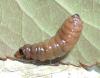 Notocelia roborana